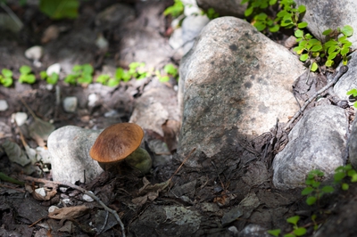 24 Hiking Trail Mont Du Lac Des Cygnes Mushroom