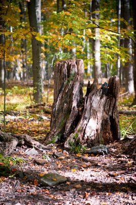 Autumn Canada 00002