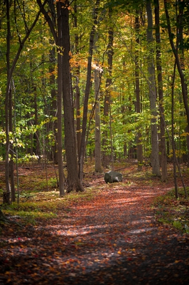 Autumn Canada 00003