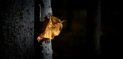 Autumn Canada 00005