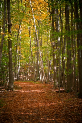 Autumn Canada 00006