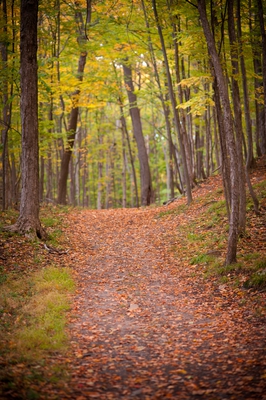 Autumn Canada 00009