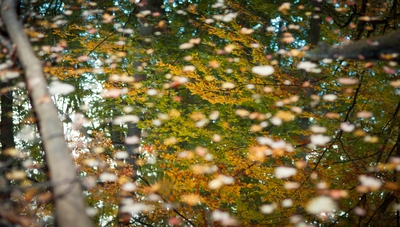 Autumn Canada 00012