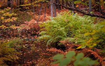 Autumn Canada 00013