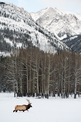 Original On Mountain Background Winter Banff