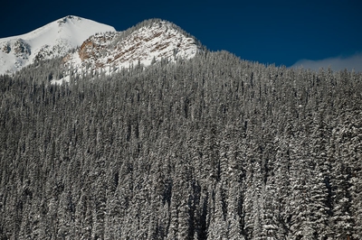 Snowy Forest Winter Banff