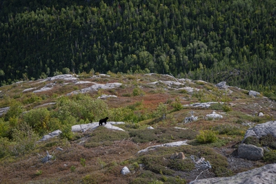 37 Hiking Trail Mont Du Lac Des Cygnes Summit Bear
