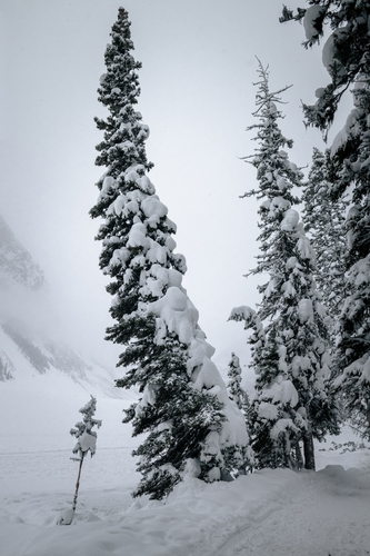  Lake Louise Winter 00010