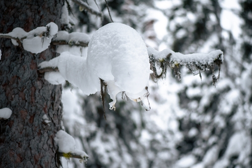  Lake Louise Winter 00025