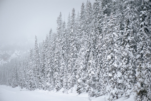  Lake Louise Winter 00031